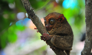 菲律宾眼镜猴保护区 Philippine Tarsier Sanctuary
