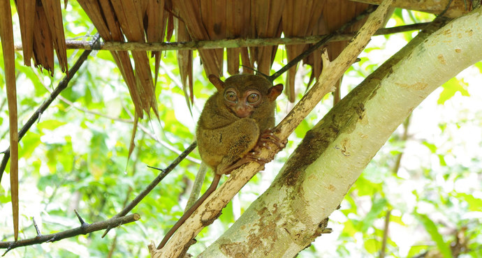 菲律宾眼镜猴保护区 Philippine Tarsier Sanctuary